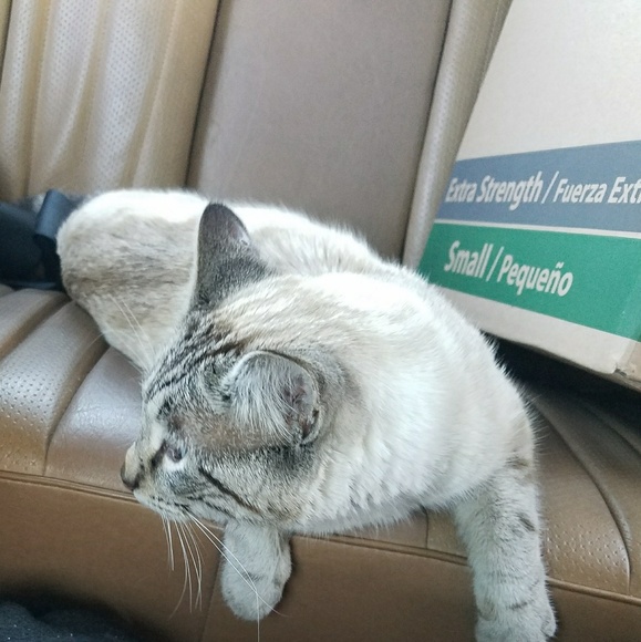 Meet your Posh Ambassador, Jessica - Picture 2 of 3